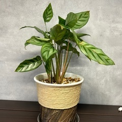 カラテア　フレディ　観葉植物