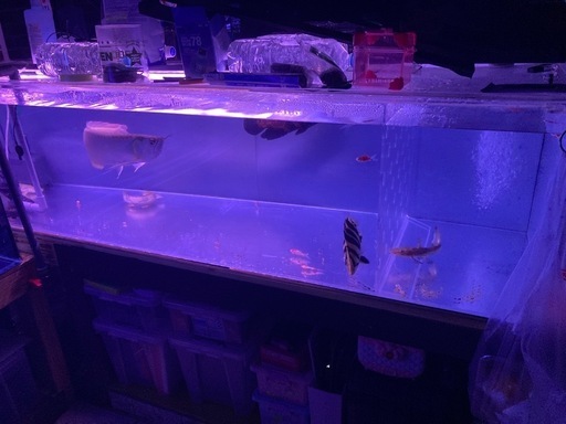 水槽　アロワナ