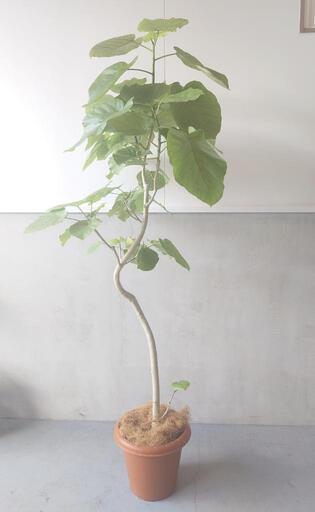 【観葉植物】ウンベラータ 10号鉢