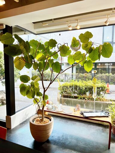観葉植物 ウンベラータ