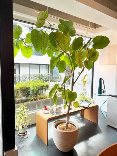 観葉植物 ウンベラータ フィカス ウンベラータ 育て方｜観葉植物