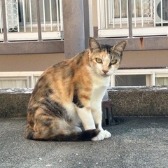 飼い主が亡くなって行き場の亡くなった猫です　2匹