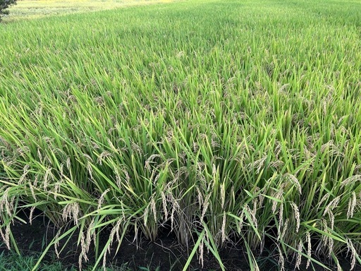 令和6年産　コシヒカリ　玄米　30キロ