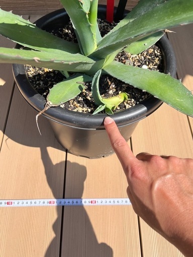 アガベ サルミアナフェロックス 子株2つ付き‼️