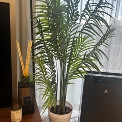 大型 高さ共に約140cm 観葉植物 ハイドロカルチャー アレカヤシ