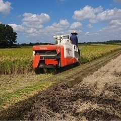 とちぎの星 新米R6年産 玄米30kg 残り1袋