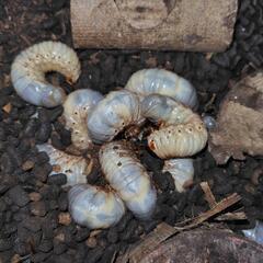 早いもの勝ちカブトムシの幼虫差し上げます