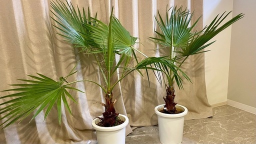 ワシントニア　ワシントンヤシ　ドライガーデン　ヤシ　観葉植物　庭木　2株セット