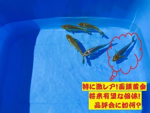 錦鯉販売しています！２０２４年生れ・自家産！激レア品種！変り鯉・品評会用！セレクト個体！5本セット販売！