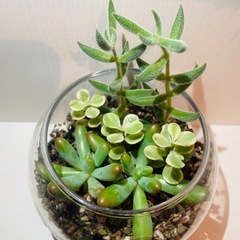 多肉植物　寄せ植え　そのまま飾れる