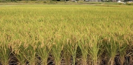 福崎産　新米キヌヒカリ　予約販売