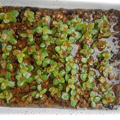 あと8時間90cm大型水槽