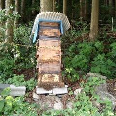 日本ミツバチ２群  １群30000円 