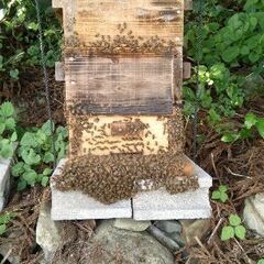 日本ミツバチ２群  １群30000円 