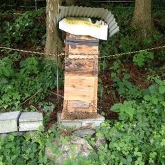 日本ミツバチ２群  １群30000円 