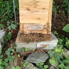 日本ミツバチ２群  １群30000円 