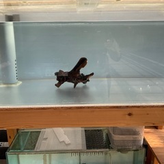 期間限定値下げ　早い者勝ちです　1200×60×45 オーバーフロー水槽  濾過層、水槽台