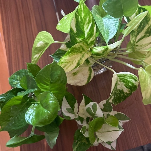 観葉植物カット苗