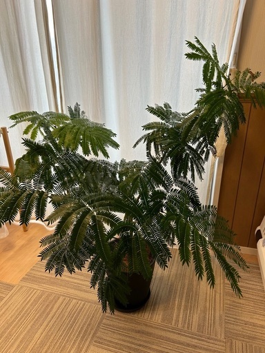 エバーフレッシュ100cm　植木鉢付き　観葉植物