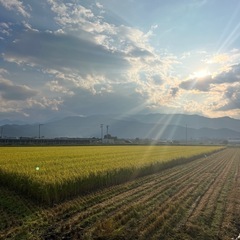 新米 長野県産コシヒカリ30kg (白米)