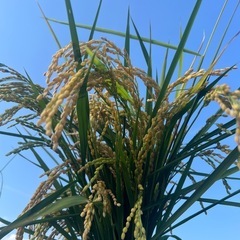 新米 長野県産コシヒカリ30kg (白米)