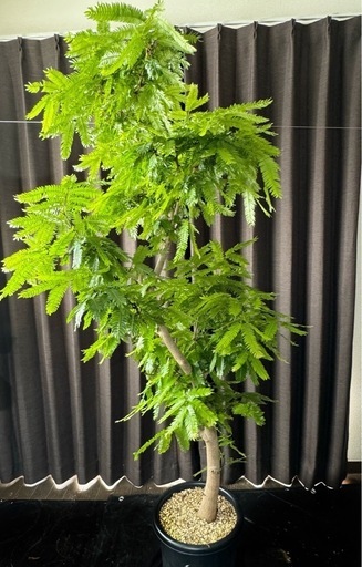 観葉植物　エバーフレッシュ170cm 10号 まがり