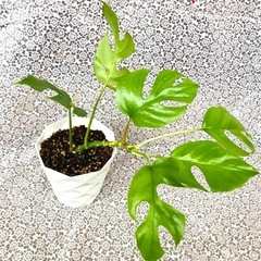 観葉植物　姫モンステラ　植木鉢のままお渡し