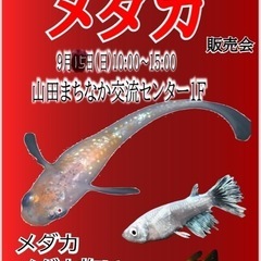 9/15 に変更！　メダカ掬い・販売　多肉植物