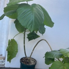 ウンベラータ　観葉植物　