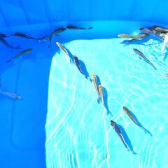 錦鯉販売しています！２０２４年生れ・自家産！変り鯉セレクト個体！お任せ１5本セット！将来有望です！水槽飼育サイズ！