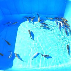 錦鯉販売しています！２０２４年生れ・自家産！変り鯉セレクト個体！お任せ１5本セット！将来有望です！水槽飼育サイズ！