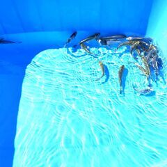 錦鯉販売しています！２０２４年生れ・自家産！変り鯉セレクト個体！お任せ１5本セット！将来有望です！水槽飼育サイズ！