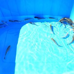 錦鯉販売しています！2024年生れ・自家産！変り鯉セレクト個体！お任せ