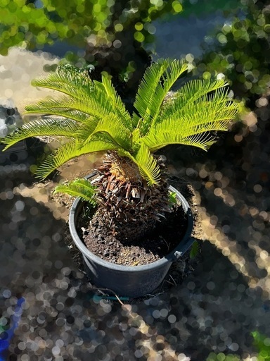 ソテツ そてつ 蘇鉄 庭木　植木　引き取り限定