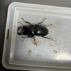 北海道のタランドゥスオオツヤクワガタの中古が安い！激安で譲ります  