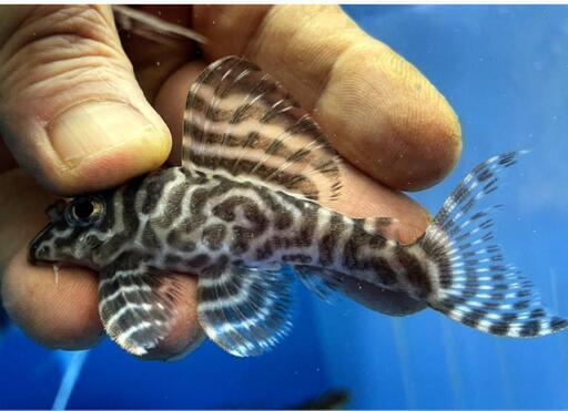 キンペコ　トリオ　プレコ　熱帯魚