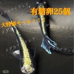 【直接取引】 カブキブルー 卵 25個＋α保証分 めだか メダカ...