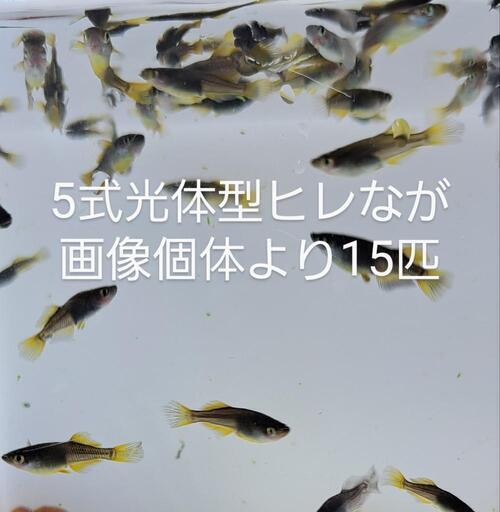 5式ヒレながメダカ。15匹くらい。