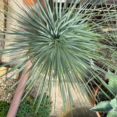 ロストラータ鉢ごと