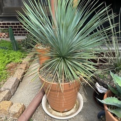 ロストラータ鉢ごと