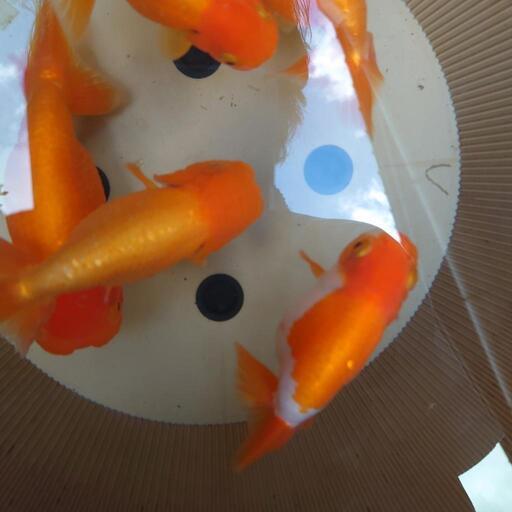 金魚宇野系らんちゅう親魚