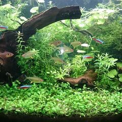  60cm水槽 ほぼフルセット淡水熱帯魚 水草飼育