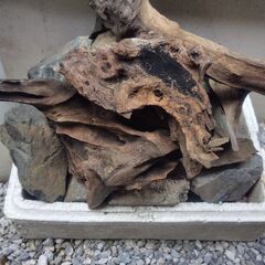  60cm水槽 ほぼフルセット淡水熱帯魚 水草飼育