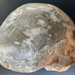 大型アンモナイト