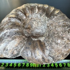 大型アンモナイト