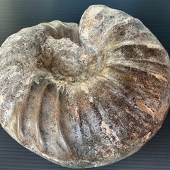 大型アンモナイト