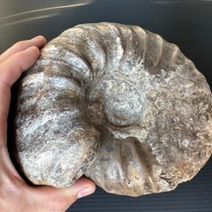 大型アンモナイト