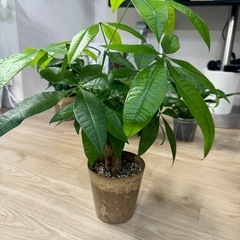 パキラ　鉢込み！観葉植物