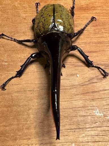 ヘラクレスオオカブト　新成虫ペア