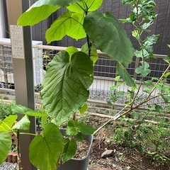 鹿児島県のウンベラータの中古が安い！激安で譲ります・無料であげます  